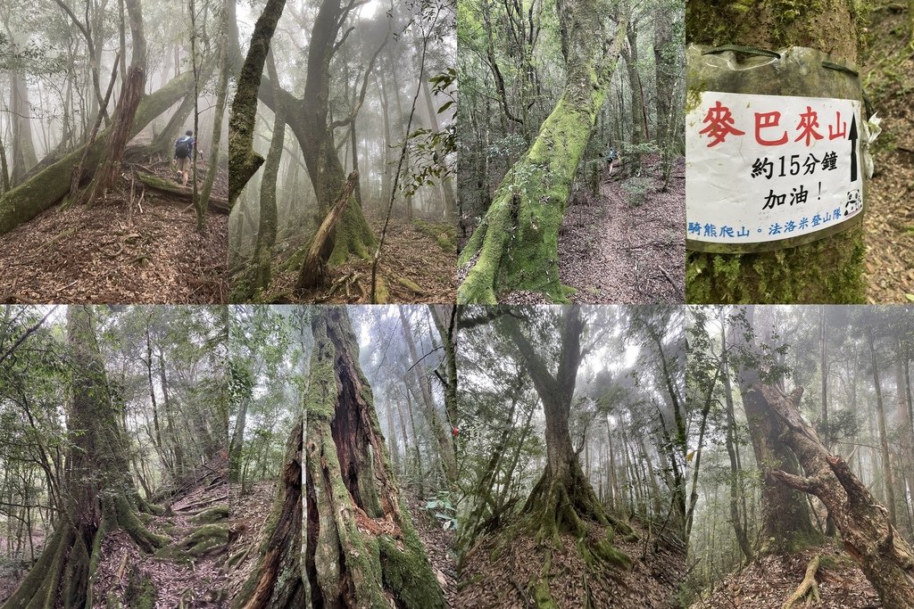 新竹五峰｜中級山尋幽｜麥巴來山O型(五峰工作站-麥巴來山西北