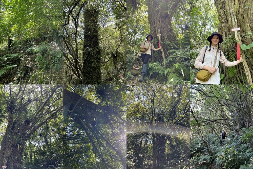 新北瑞芳｜搭火車去爬山｜夢幻三貂嶺（三貂嶺夢幻寺-夢幻瀑布-