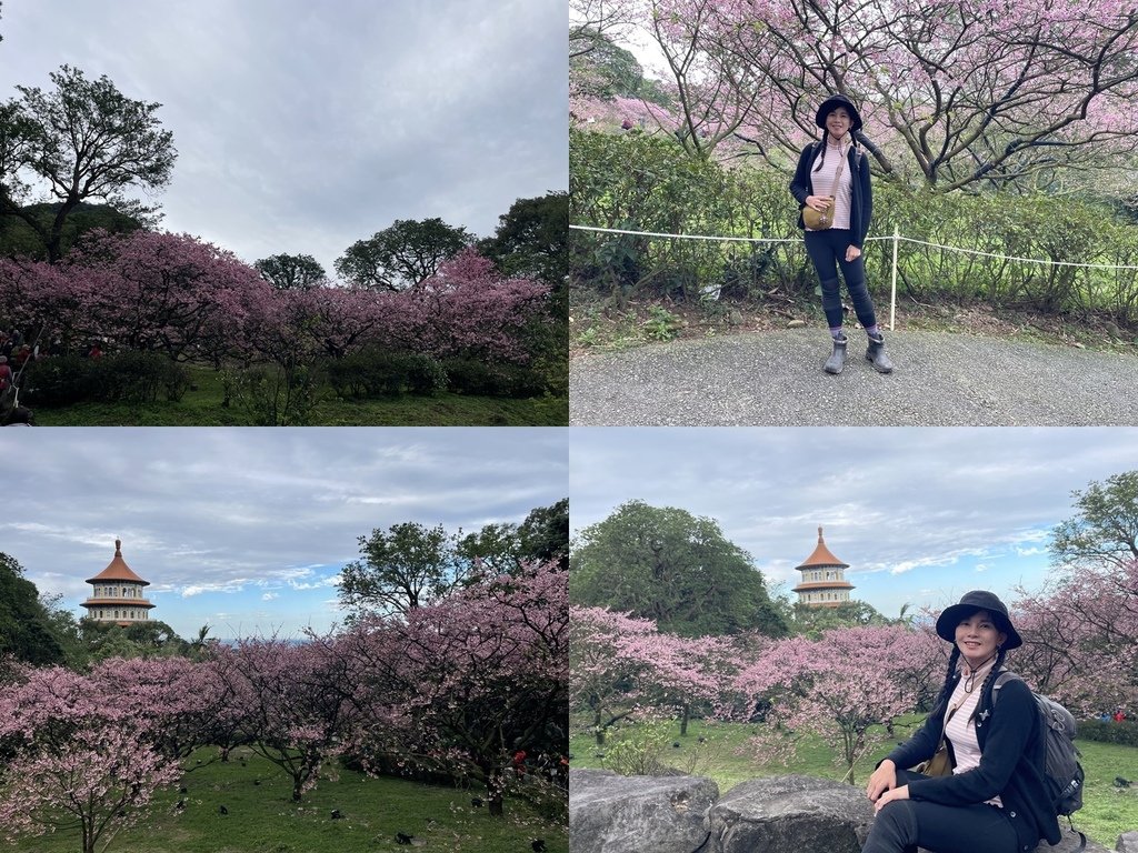 新北淡水｜搭公車去爬山｜半日健行路線｜天元宮賞櫻花-山仔頂登