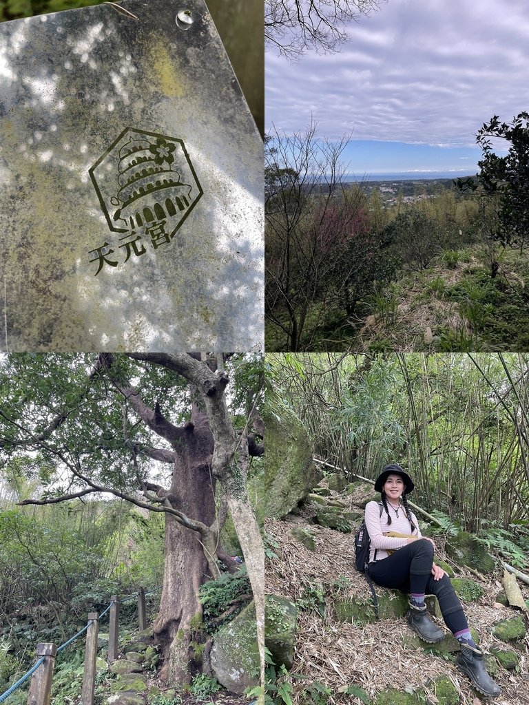 新北淡水｜搭公車去爬山｜半日健行路線｜天元宮賞櫻花-山仔頂登