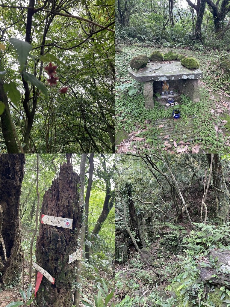 台北士林｜搭公車去爬山｜二刷台版的富士山-陽明山後山磺嘴山生