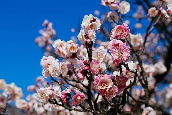 IMG_1775.jpg