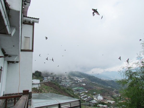 清境嵐山小鎮民宿 (13)