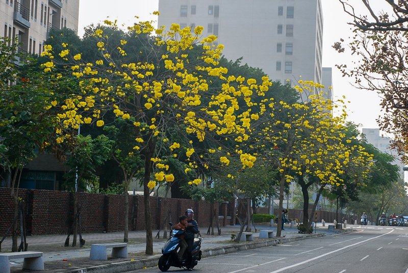 黃花風鈴木