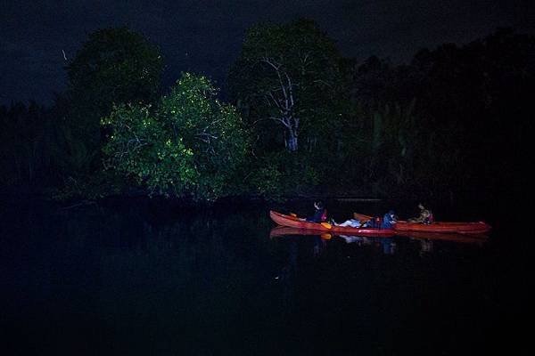 Fireflies-lighting-up-the-mangroves-like-Christmas-trees-photo-Julia-Wimmerlin.jpg