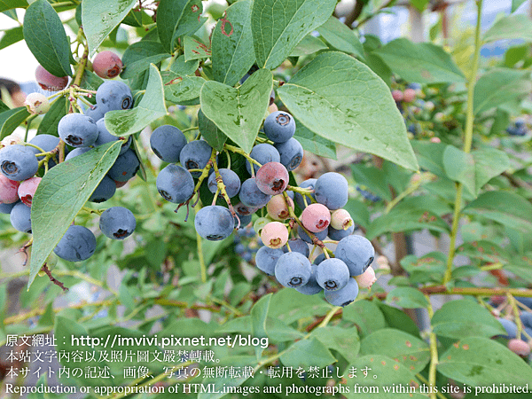 P1850523.png