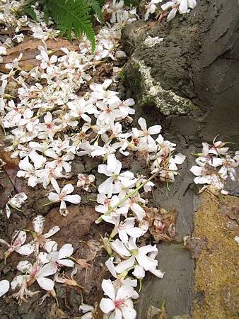 DSCF7035.jpg