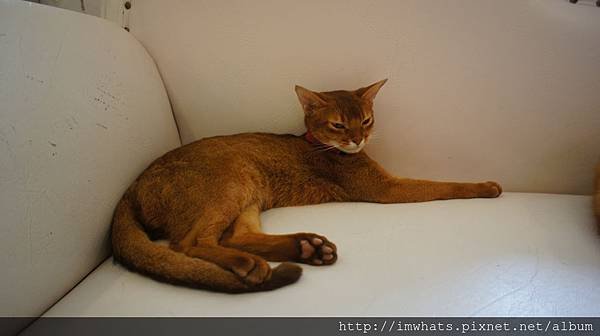caturday cat cafeDSC04200.JPG