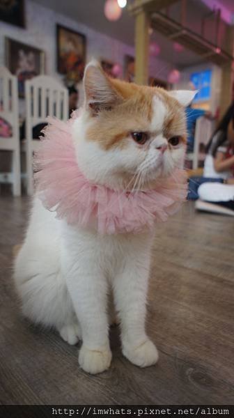 caturday cat cafeDSC04235.JPG