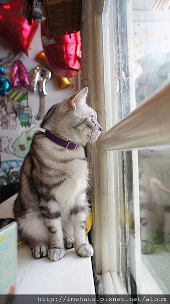 caturday cat cafeDSC04256.JPG