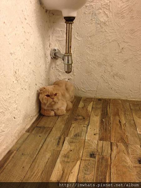 caturday cat cafeIMG_5426.JPG