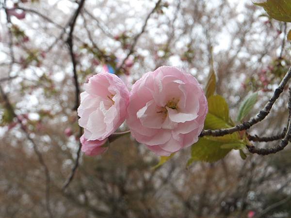 DSCF0408