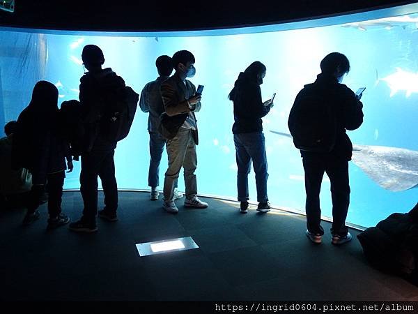 大阪景點推薦 親子必遊 世界最大級の水族館--大阪海遊館 超