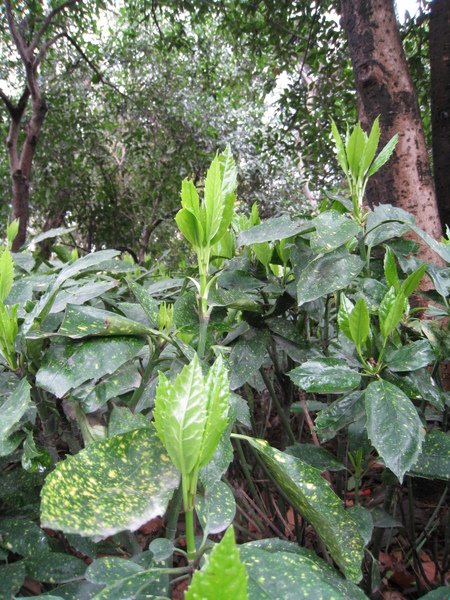 怪怪的植物