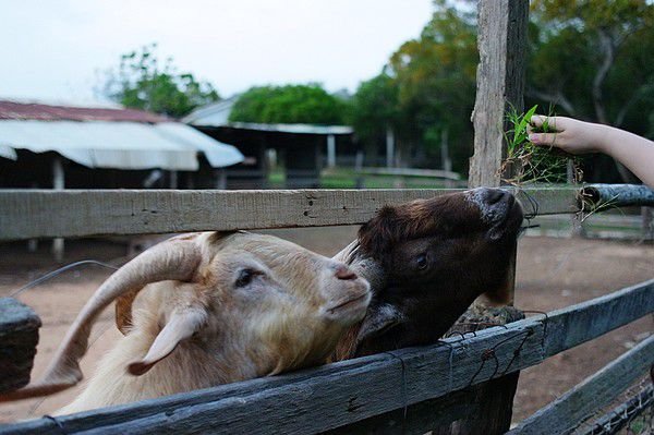 Goatpoor.jpg