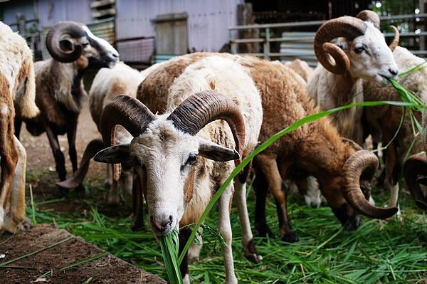 bighornsheep.jpg