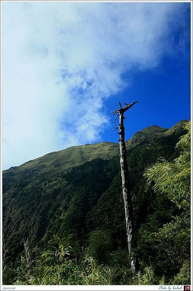 S1030126傲立的冷杉枯木【能高越嶺古道】