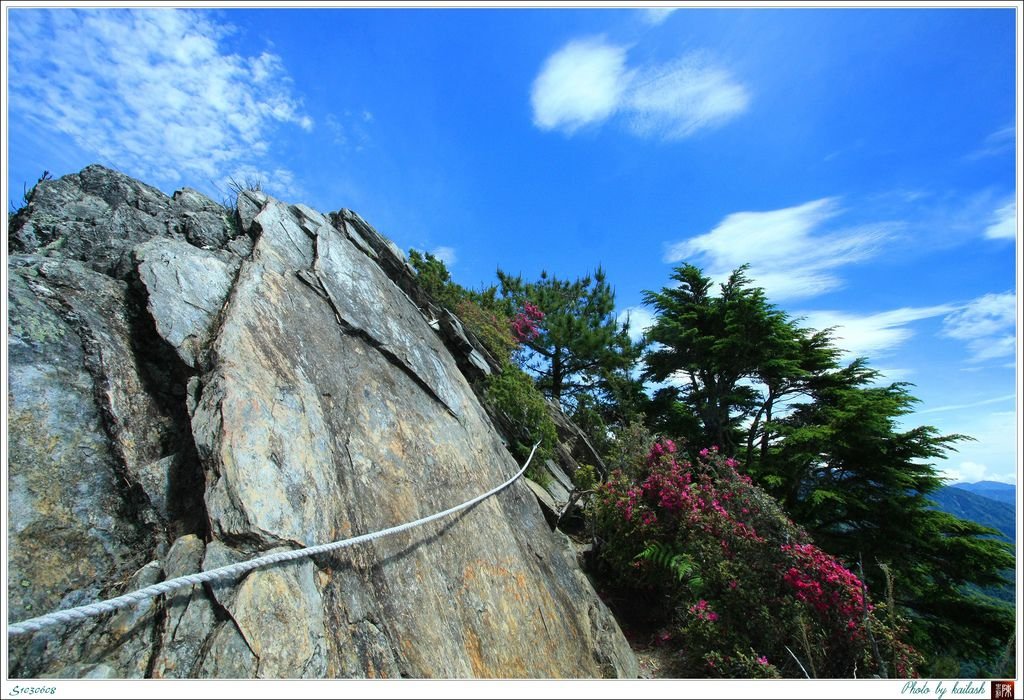 S1030608岩壁上的杜鵑花【羊頭山】