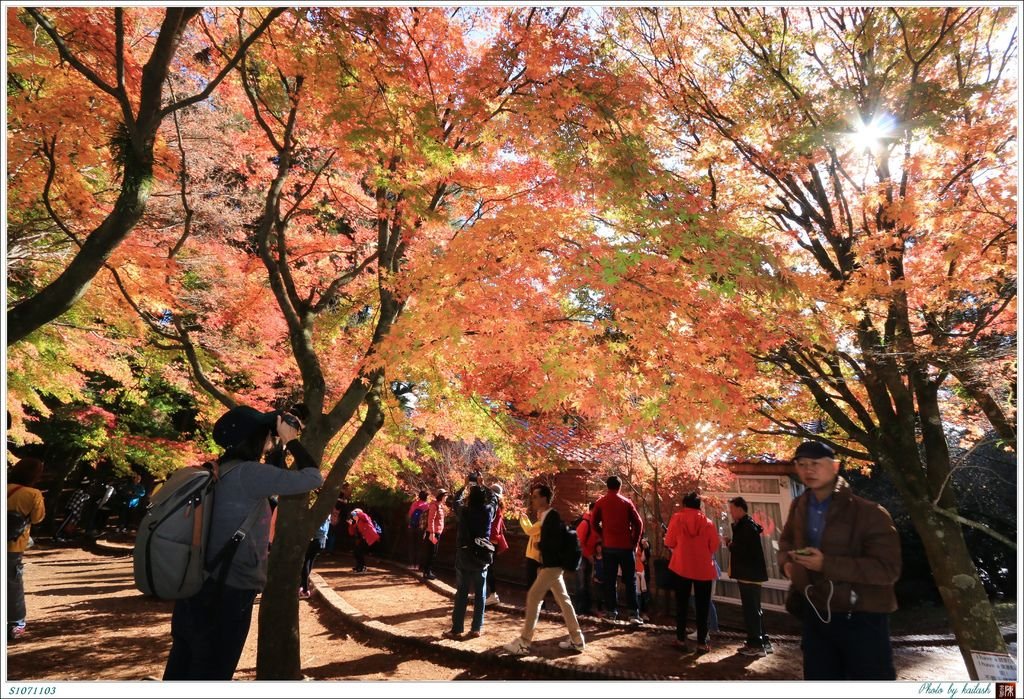 S1071103絢爛華麗的紅楓【福壽山農場】.jpg