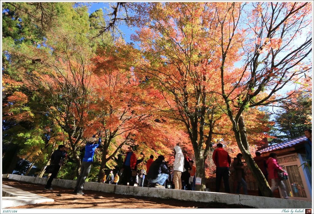 S1071104絢爛華麗的紅楓【福壽山農場】.jpg