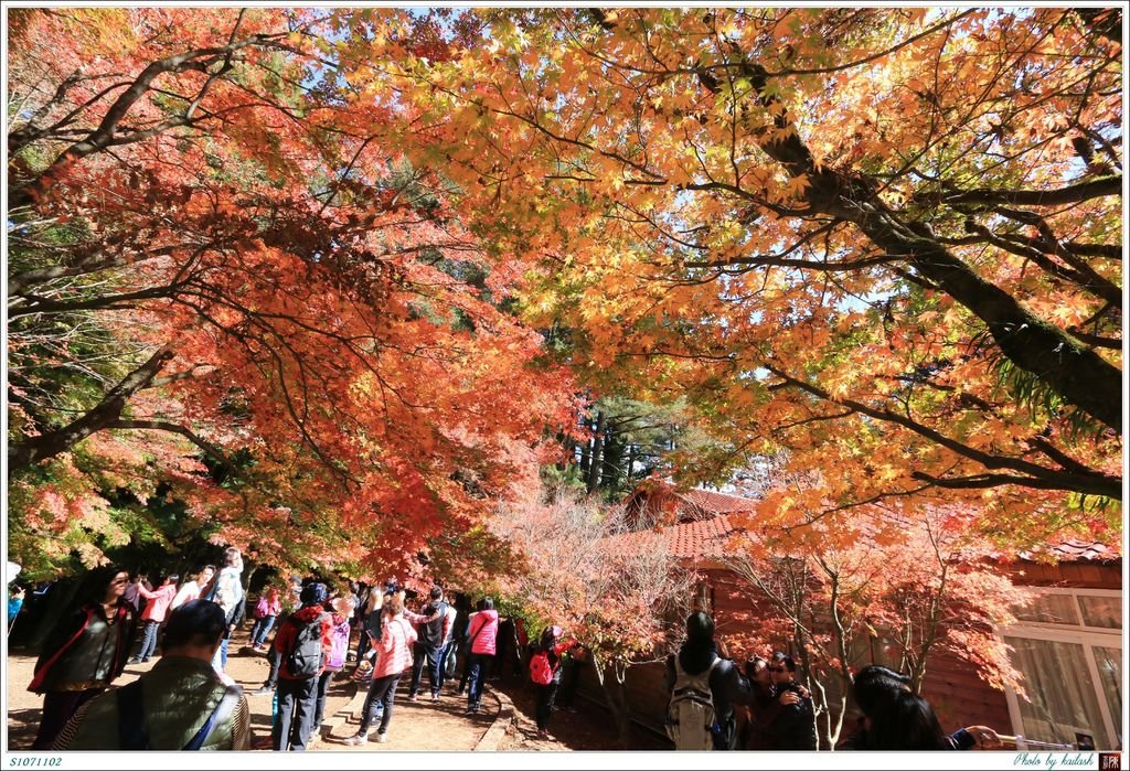 S1071102絢爛華麗的紅楓【福壽山農場】.jpg