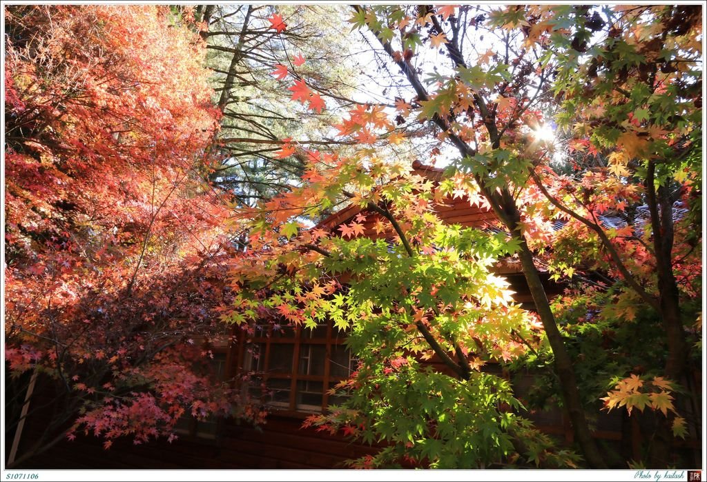 S1071106絢爛華麗的紅楓【福壽山農場】.jpg