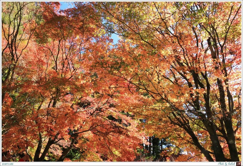 S1071105絢爛華麗的紅楓【福壽山農場】.jpg