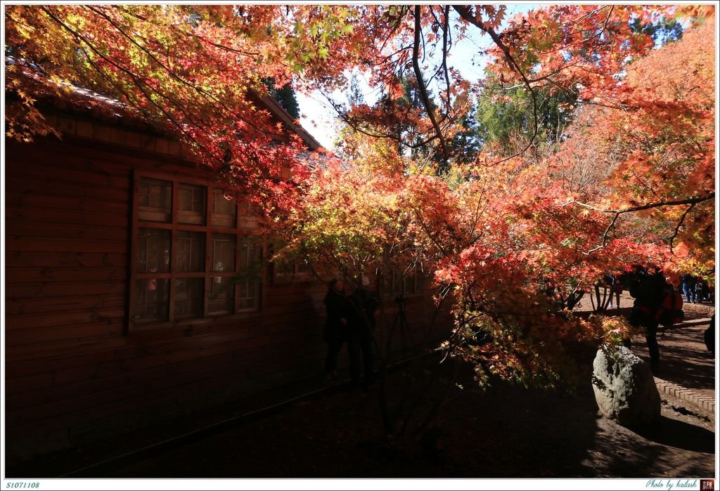 S1071108絢爛華麗的紅楓【福壽山農場】.jpg