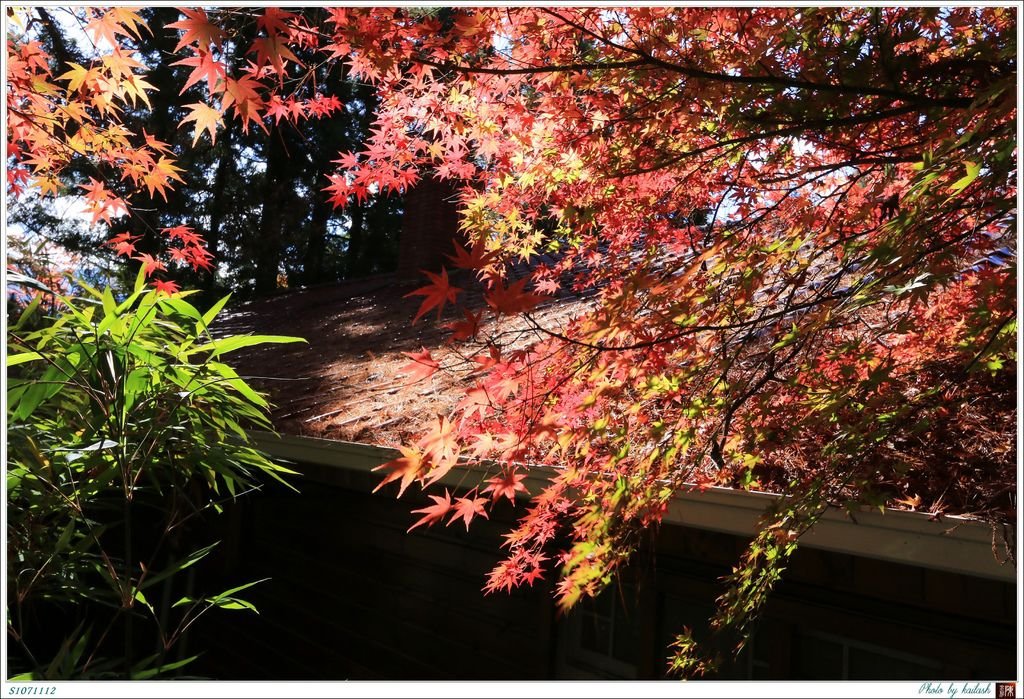 S1071112絢爛華麗的紅楓【福壽山農場】.jpg