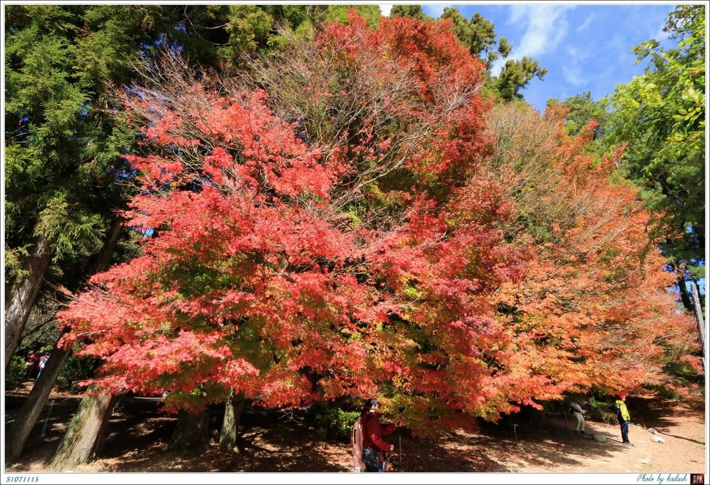 S1071115絢爛華麗的紅楓【福壽山農場】.jpg