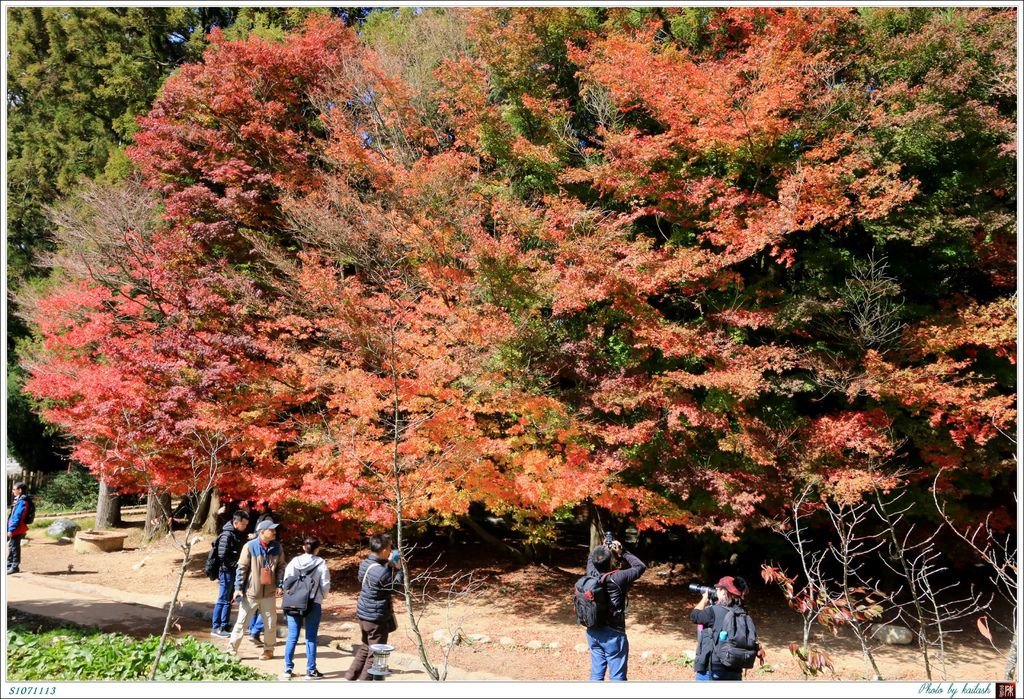 S1071113絢爛華麗的紅楓【福壽山農場】.jpg