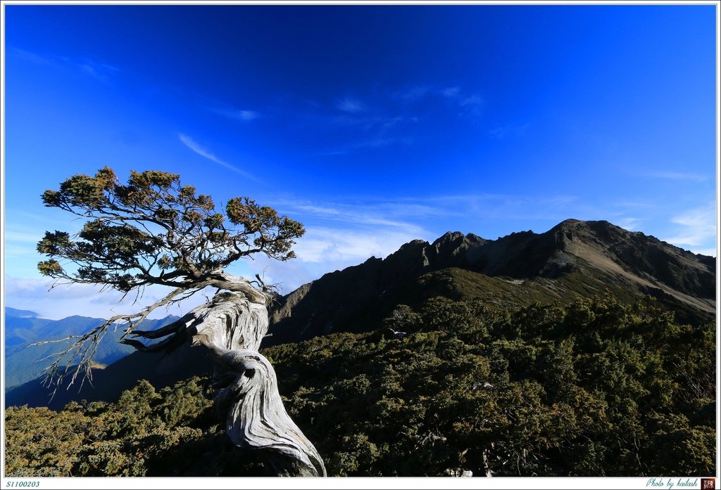 S1100203遒勁的玉山圓柏【圓峰】.jpg