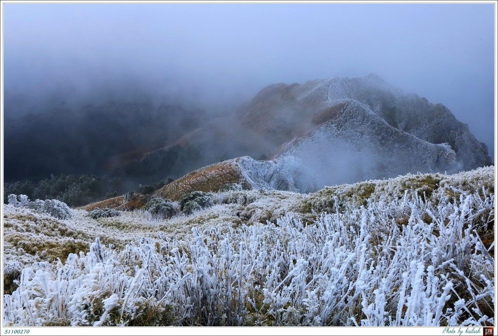 S1100270霧淞凝結的箭竹【能高南峰】.jpg