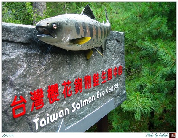 S970707櫻花鉤吻鮭石雕【武陵農場】.jpg
