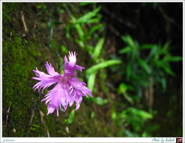 S960410玉山石竹【天池】.jpg