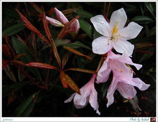 S960405西施花【天池】.jpg