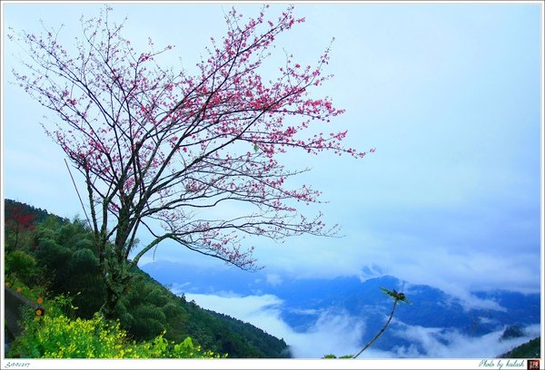 S990217丰姿綽約的山櫻【十字路】.jpg