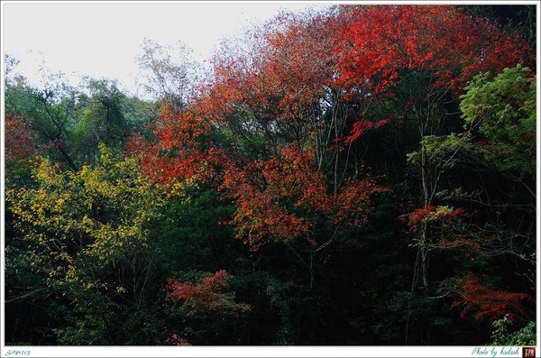S981203斑斕絢麗的山林【鳶嘴山】.jpg