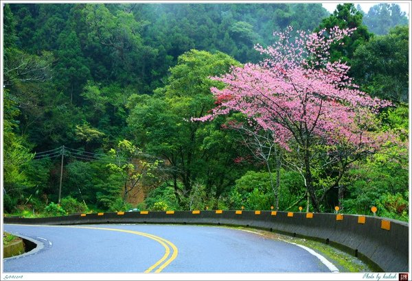 S990219燦爛盛開的山櫻【十字路】.jpg