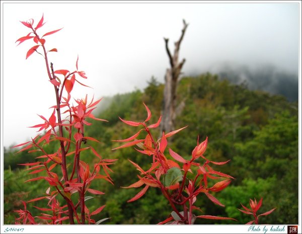 S960417春意盎然的大地【天池】.jpg