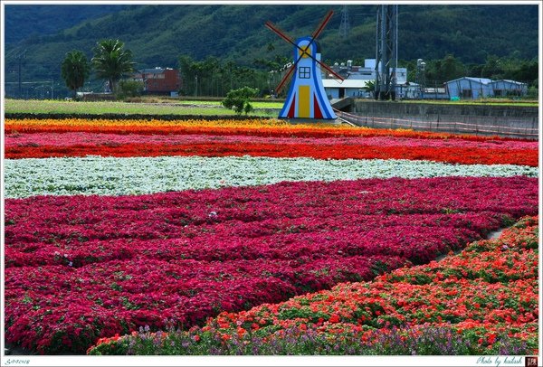 S990108奼紫嫣紅的花田【關山】.jpg