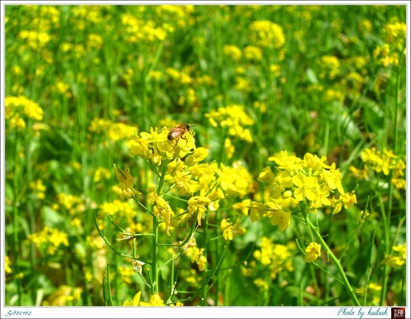S960162鮮麗的油菜花田【池上】.jpg