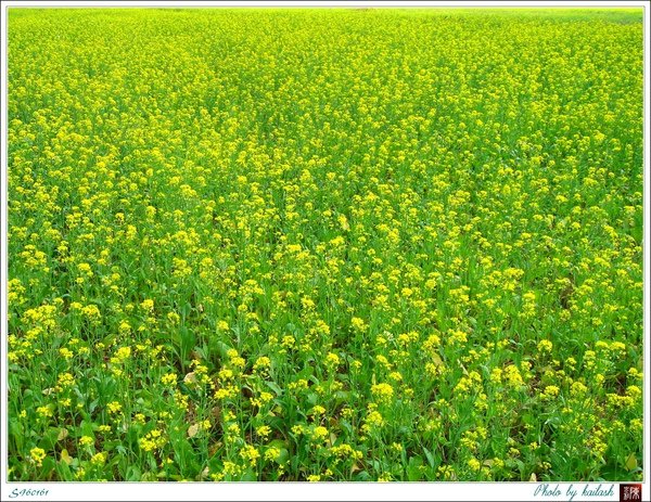 S960161鮮麗的油菜花田【池上】.jpg