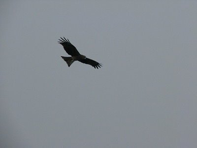 IMG_0741.jpg