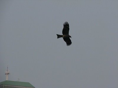 IMG_0738.jpg