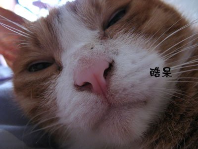 face_4.jpg