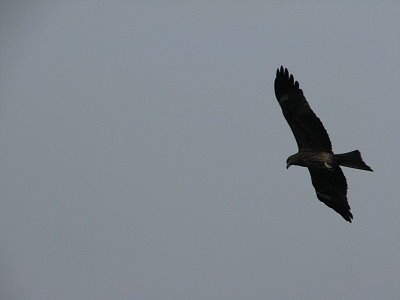 IMG_0748.jpg