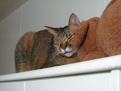 IMG_0660.jpg