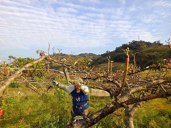 2吊神山滿鰲崎下的梨園