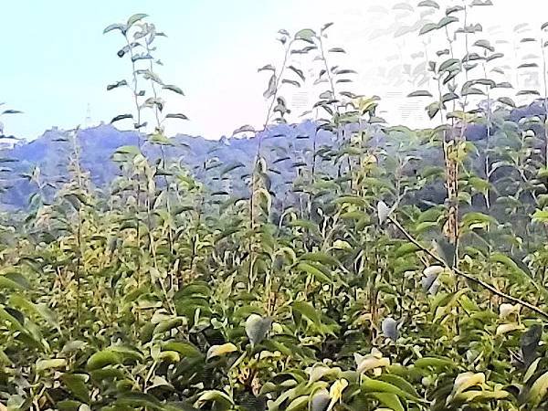 新枝條近照